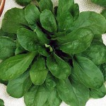 Feldsalat Cavallo