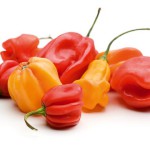 Mehrere Habanero Chillis auf einem Haufen