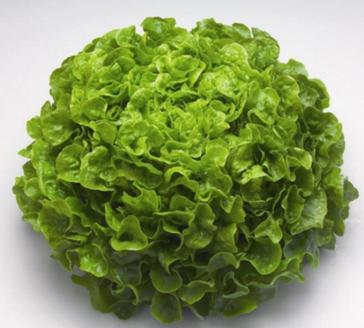 Pflücksalat Salad Bowl Gelber