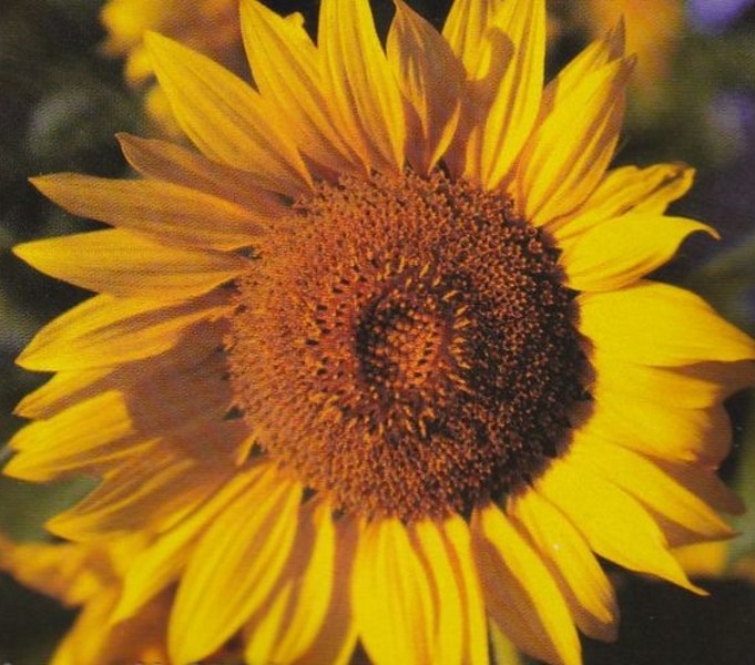 Sonnenblume Helianthus Giganteus Höhe 300 cm