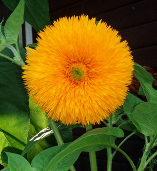 Sonnenblume Helianthus Hohe Sonnengold Höhe 150 cm