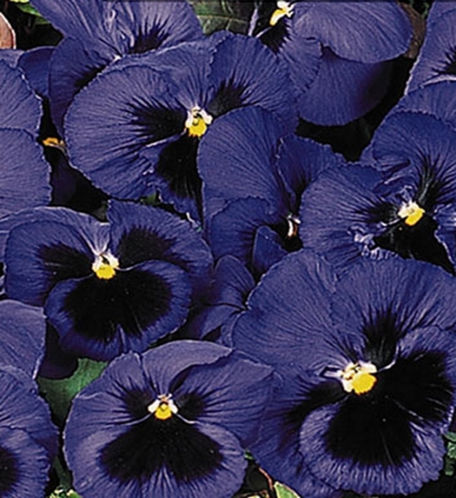 Stiefmütterchen Viola dunkelblau mit Auge zweijährig Höhe 20 cm
