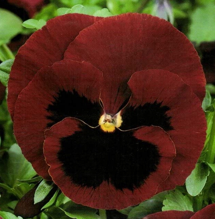 Stiefmütterchen Viola Rot mit Auge zweijährig Höhe 20 cm
