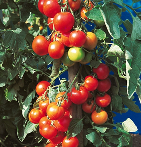 Tomaten Harzfeuer F1-Hybride