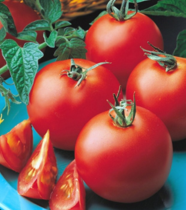 Tomaten Matina sehr früh