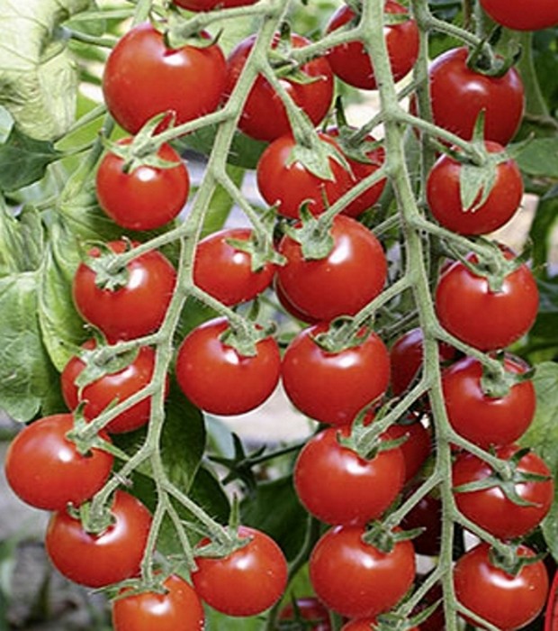 Tomaten Kirschtomate BIO Bartelly