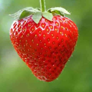 Erdbeeren Ampel Erdbeeren Temptation
