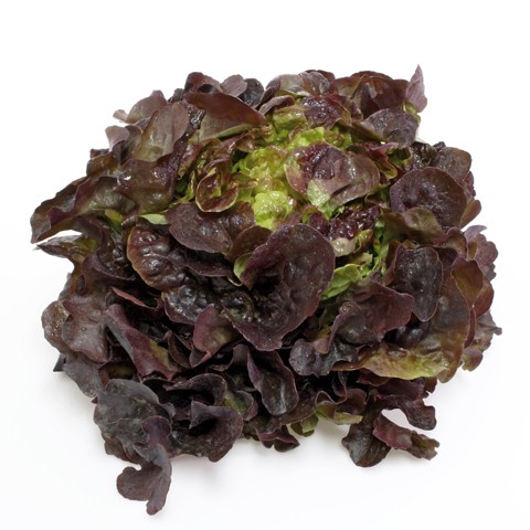 Batavia Salat Rouge Grenobloise Rot