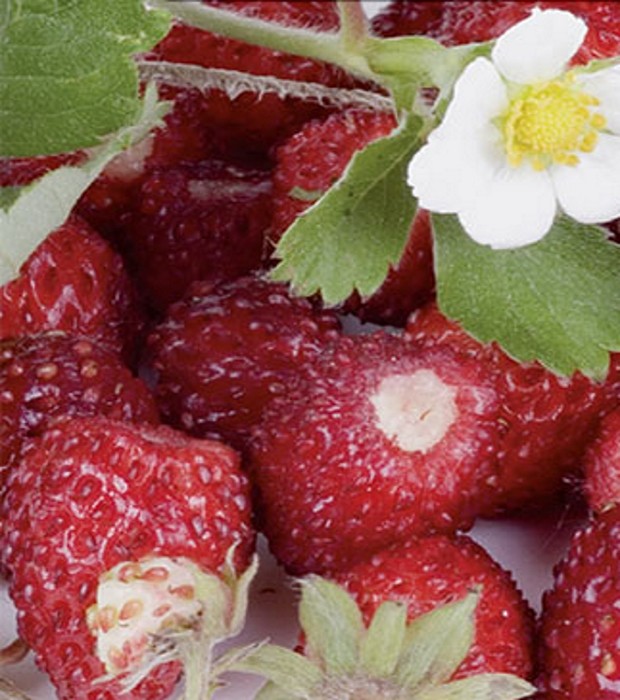 Erdbeeren Monats Erdbeeren Rügen