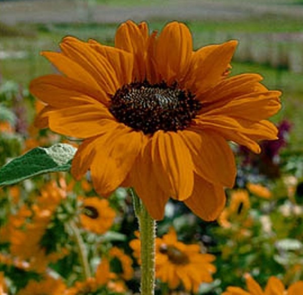 Sonnenblume Helianthus Soraya Höhe 150 cm
