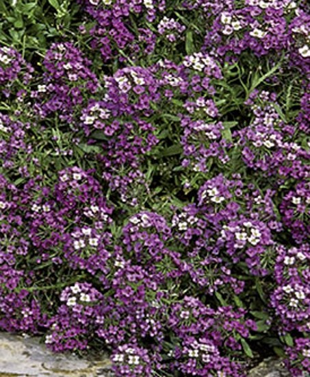 Steinkraut Königsteppich violett einjährig 6-10 cm