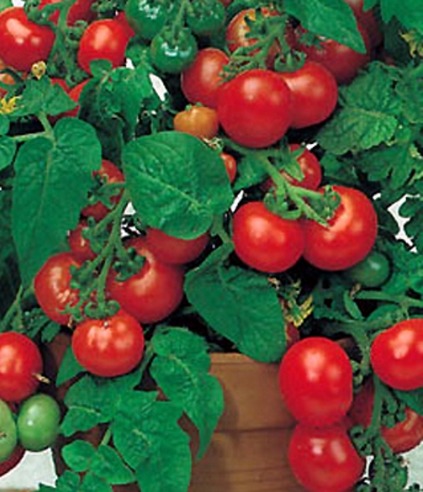 Tomaten Buschtomate Balkonstar für Balkon Topf
