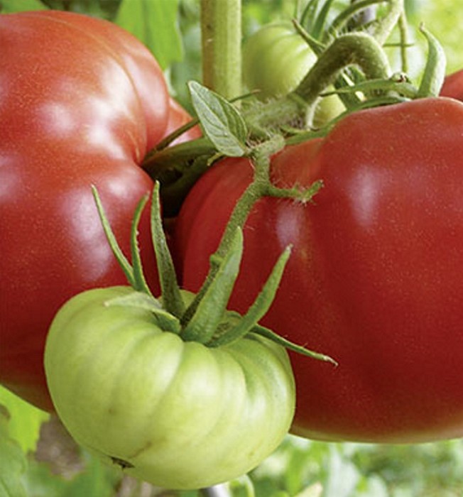 Tomaten Fleischtomate Master F1-Hybride