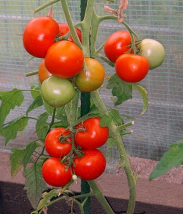 Tomaten Phantasia resistente Stabtomate