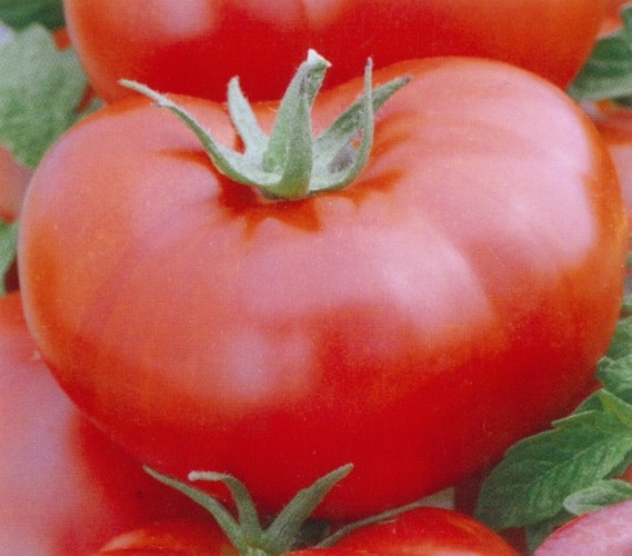 Tomaten Fleischtomate Saint-Pierre - keine Hybride!