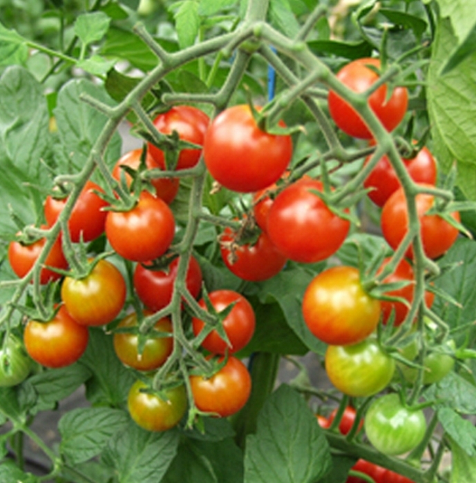 Tomaten Kirschtomate Supersweet