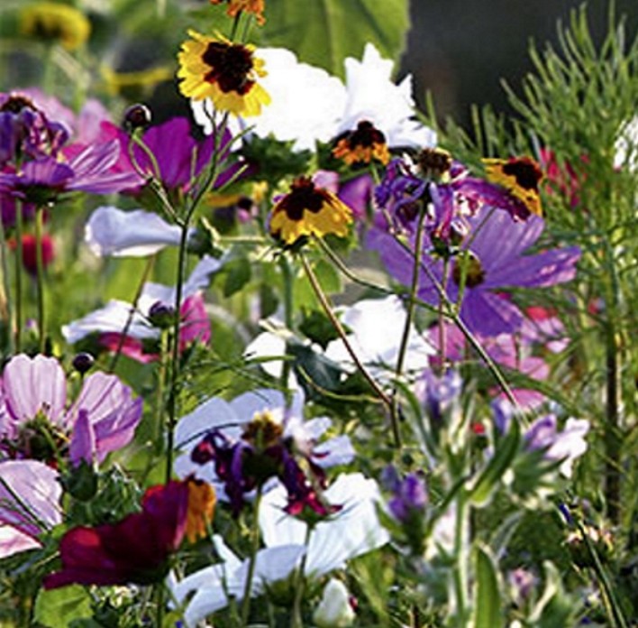 Sommerblumen BIO Bienen und Schmetterlingsweide Höhe 20-40 cm