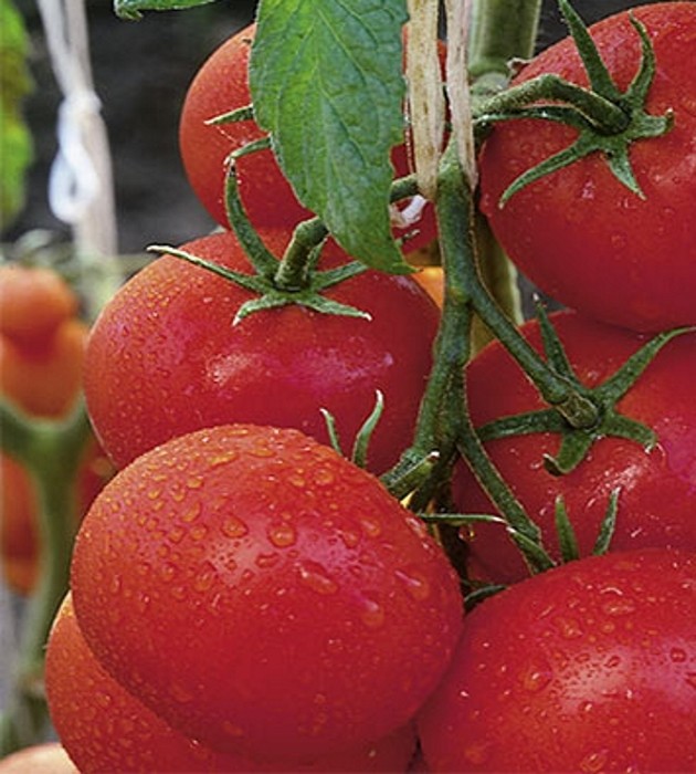 Tomaten BIO Geschmackstomaten Berner Rose