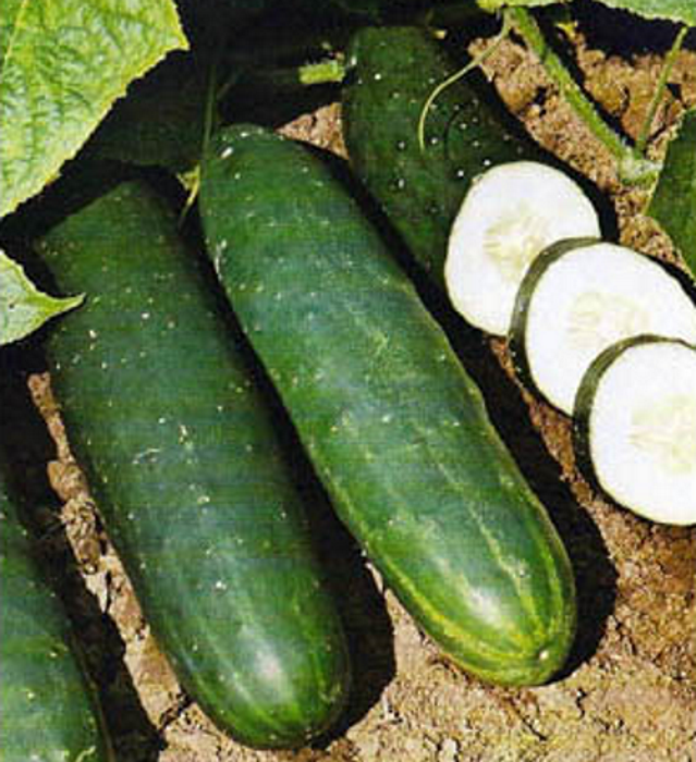 Bio Gurken Salat Gurke Corinto Länge 18-20 cm