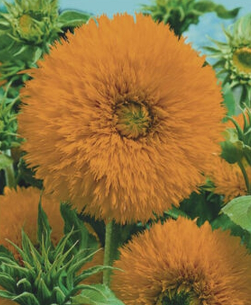 Sonnenblume Helianthus Zwerg-Sonnenblumen Teddybär